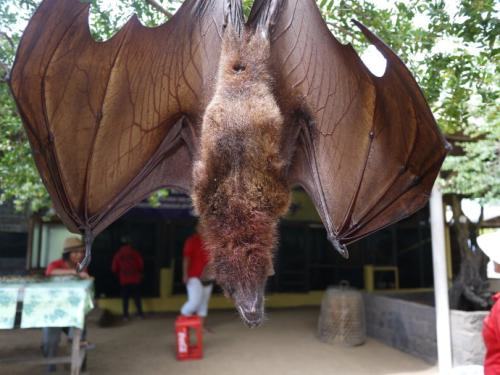 蝙蝠属于鸟类吗?蝙蝠为什么不是鸟类? 蝙蝠属于鸟类吗?蝙蝠为什么不是鸟类?