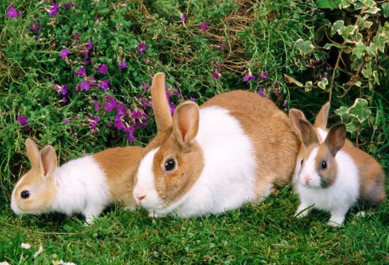 如何让兔兔吃的健康