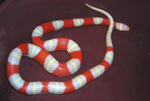 揭秘雄黄驱蛇的传说 揭秘雄黄驱蛇的传说