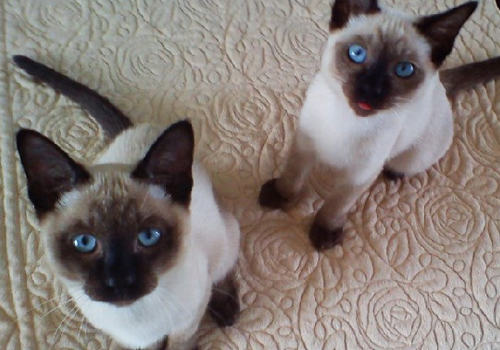猫得尿毒症该怎么办
