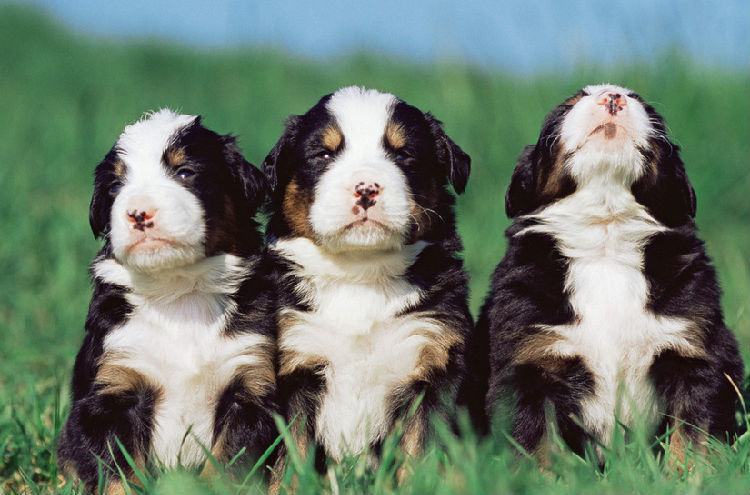 防治狗狗耳朵发炎的方法