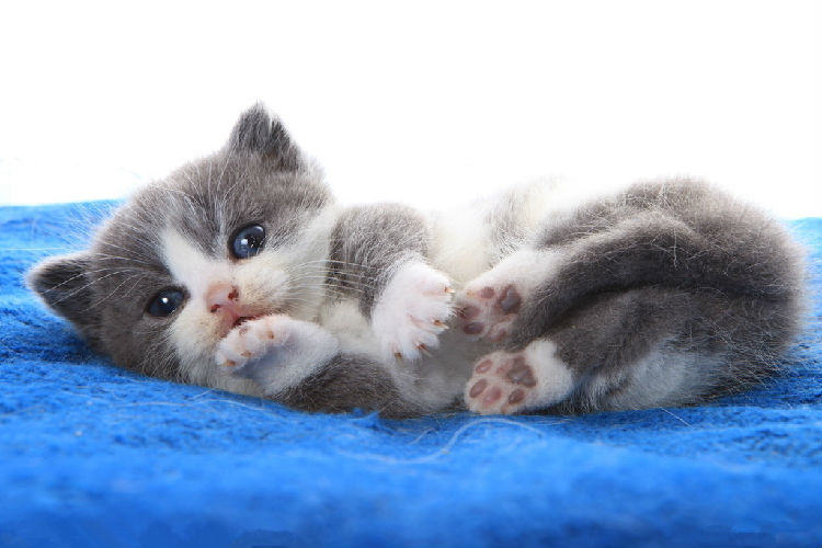 如何纠正猫咪深夜扰人的习惯