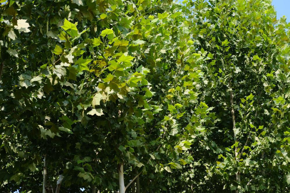 悬铃木栽培养护方法
