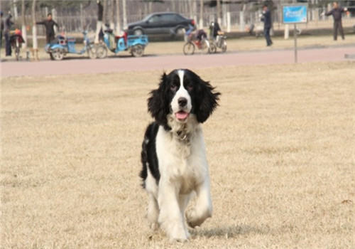 狗狗感冒的预防措施