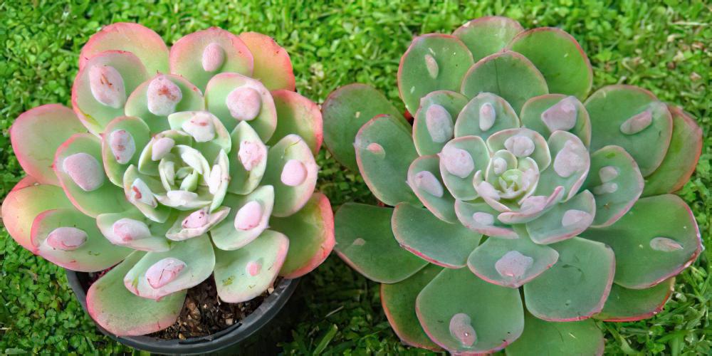 颜值爆表：多肉植物雨滴引人瞩目只因其长了超大疣点