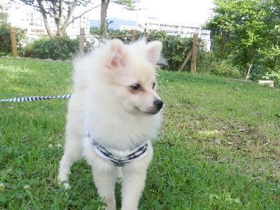 如何训练幼犬回应名字