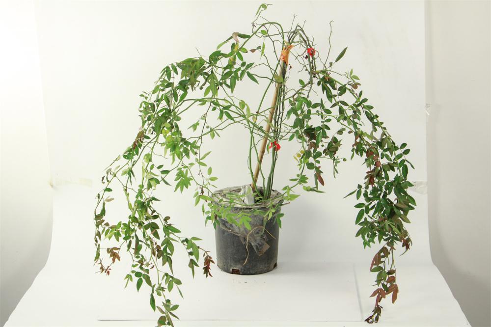 红木香的养殖方法，红木香花啥时候种植