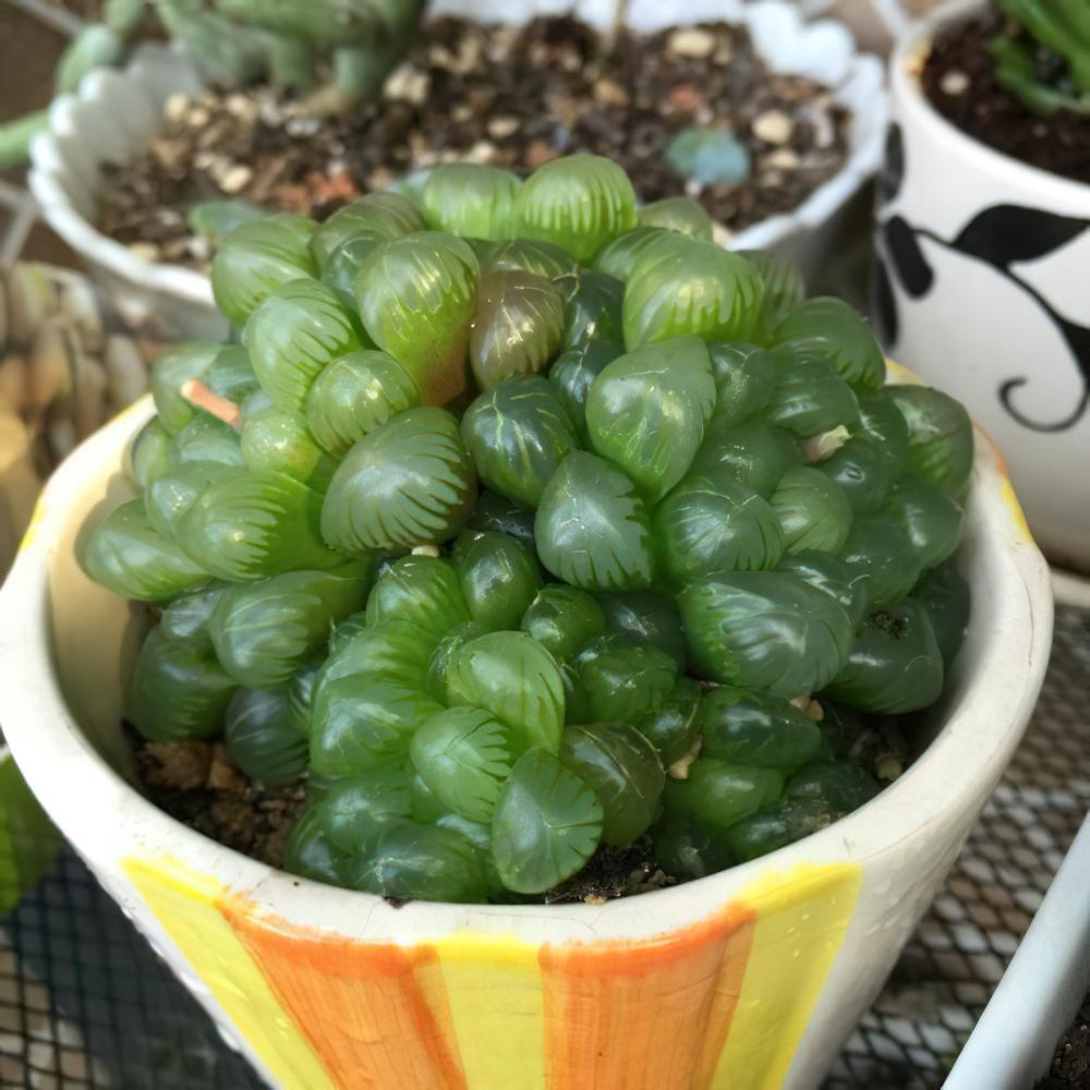 用爆盆的姬玉露证明，我不是“植物杀手”