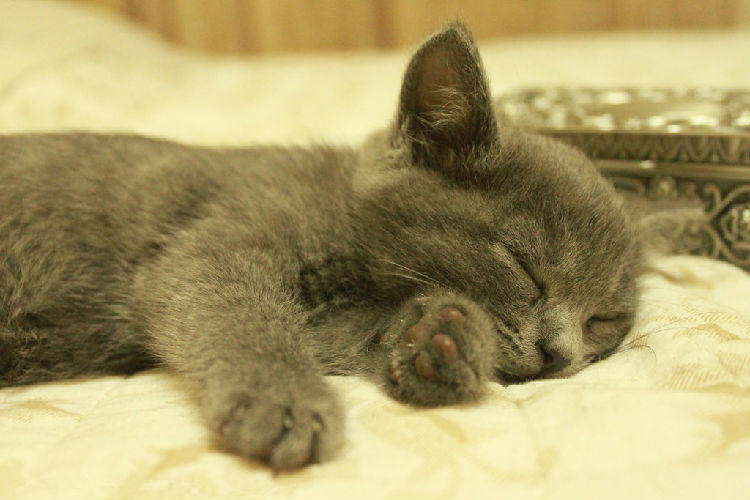 猫咪表达爱的十种方式