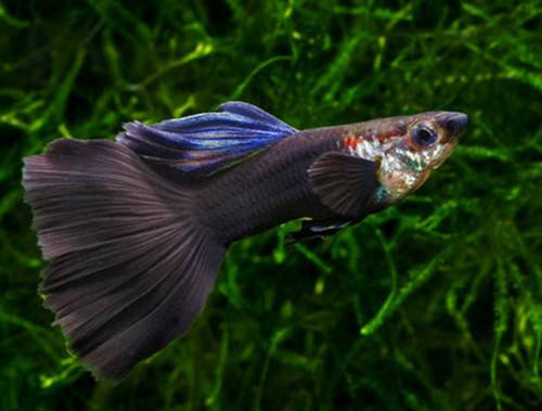 彩裙与孔雀鱼混养要点