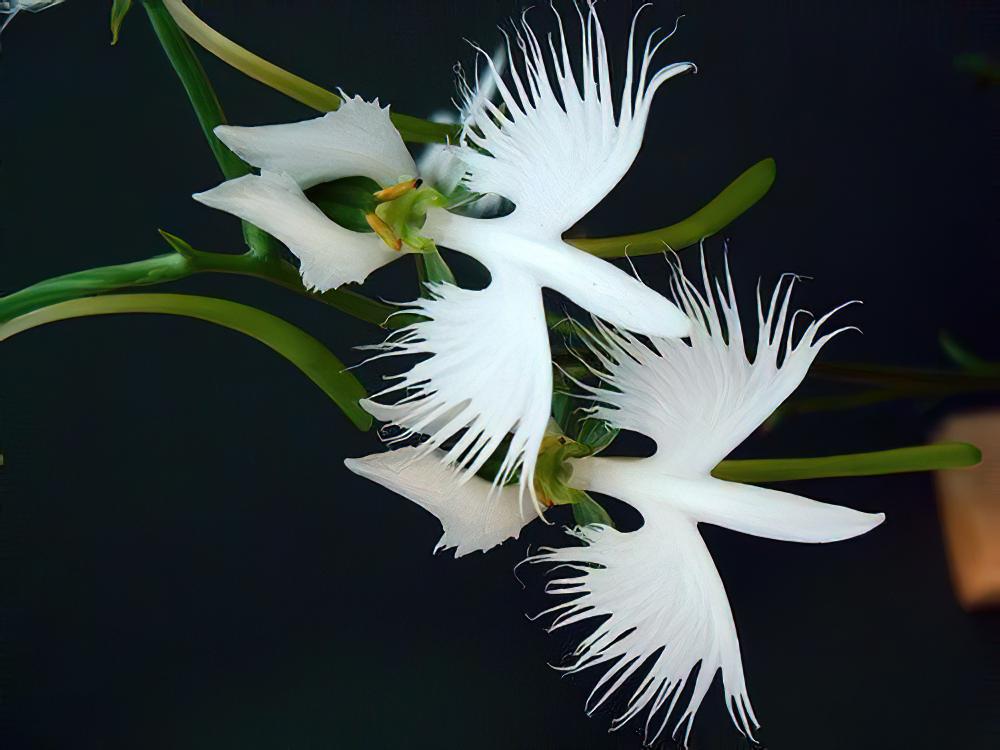 奇葩花卉之拟态系列——白鹭花