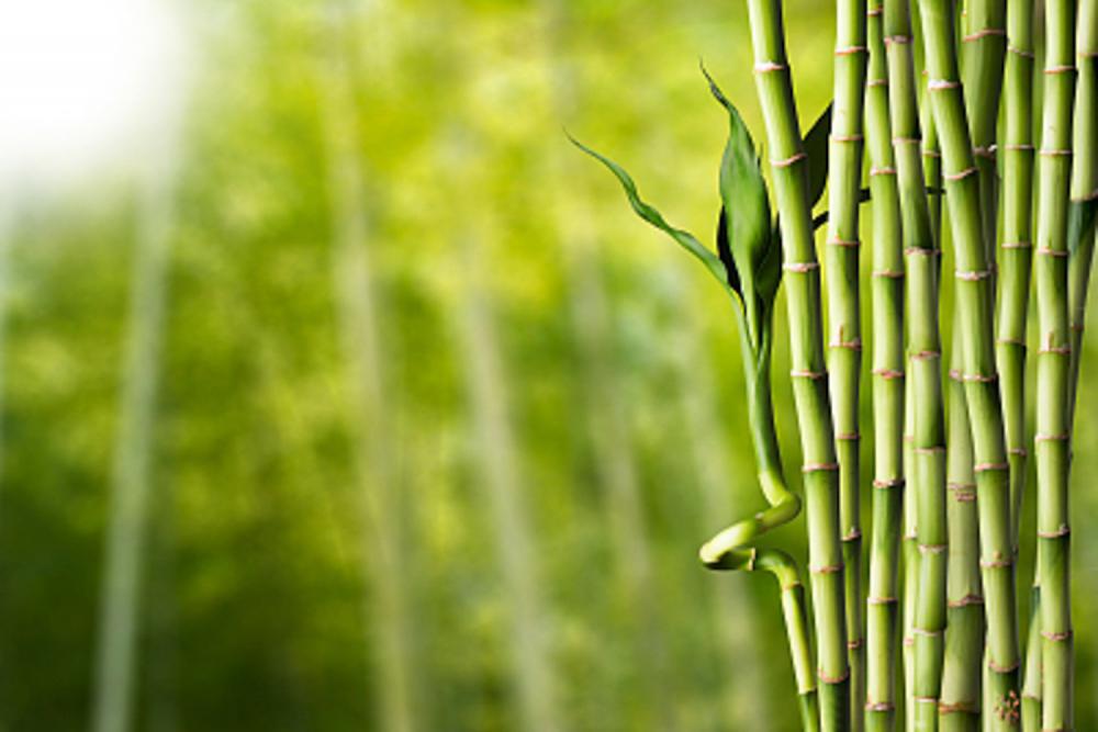 5种适合放在室内的观赏竹