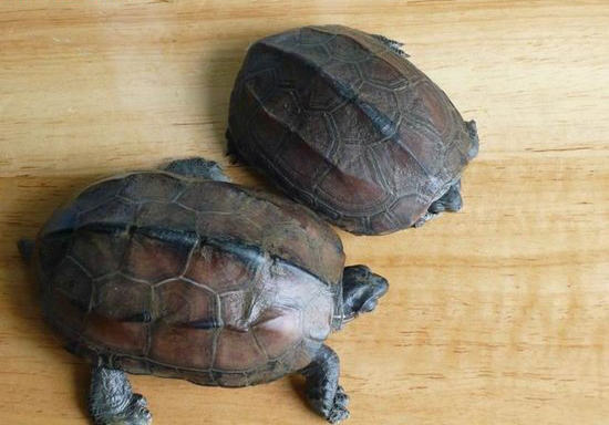 不同种类龟龟混养注意事项 不同种类龟龟混养注意事项