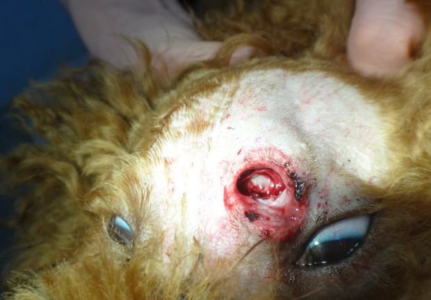 一例犬头部外伤的急救处理