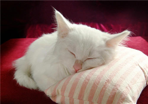 猫咪是否也会做梦