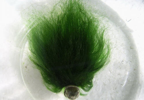 如何配制绿毛龟接种营养液 如何配制绿毛龟接种营养液