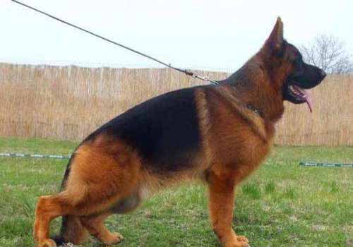 弓背犬是什么犬种，德牧和弓背犬有什么区别？