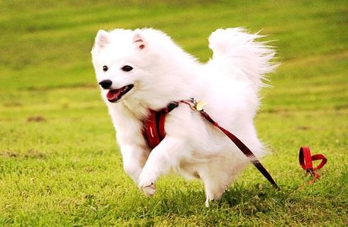 你还在把银狐犬叫成萨摩耶吗？