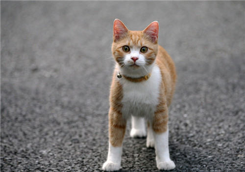 猫咪疥癣、壁虱、跳蚤、虱子的防治方法