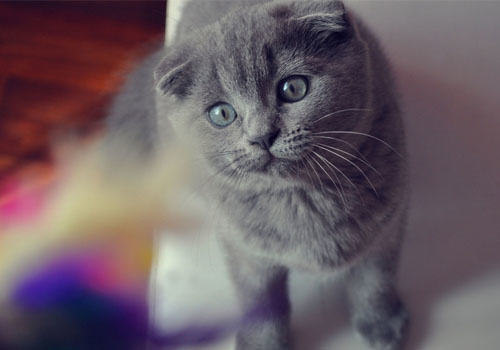 猫咪可以吃狗粮吗?