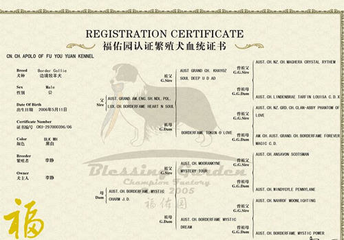 买狗注意狗狗的血统证书