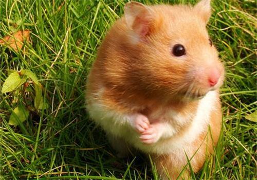 适合单身女性饲养的宠物有哪些