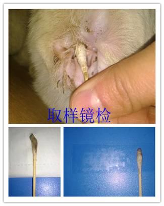 如何给宠物清耳上药