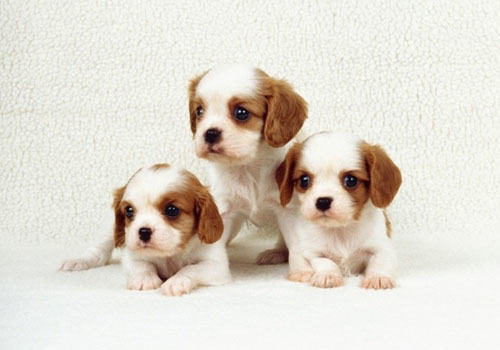 宠物犬营养代谢性疾病的调查与防治（上）