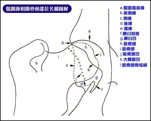 犬只CHD髋关节发育不全症知识的整理
