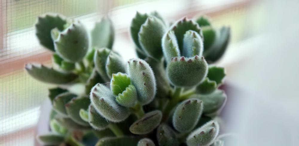 专业养熊三年有余：为被世人冤枉的多肉植物小熊（熊童子）正名