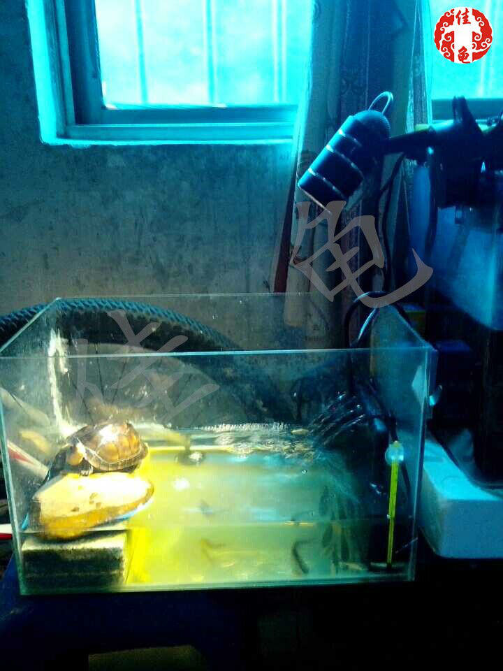 你知道各种各样的爬虫灯具有什么作用吗