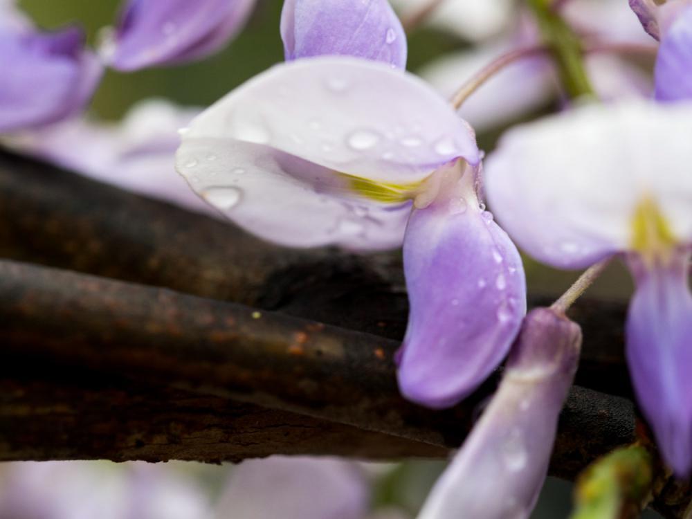紫藤的花语和传说