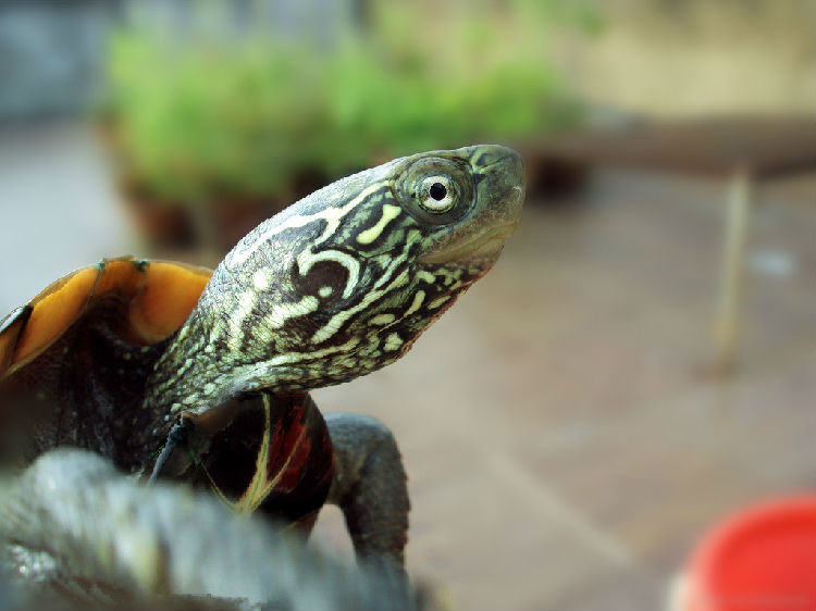 乌龟冬眠期室内温度如何控制？