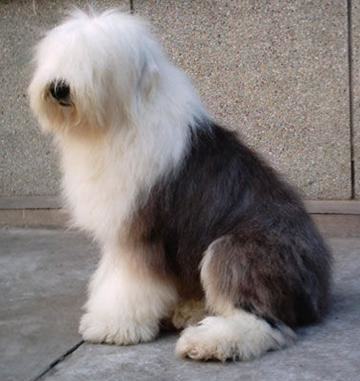 犬类睑外翻症状和治疗方法 犬类睑外翻症状和治疗方法