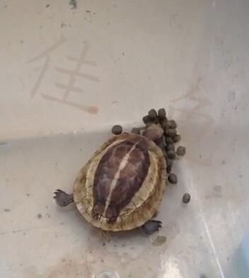 两例黄额闭壳龟调理开食报告