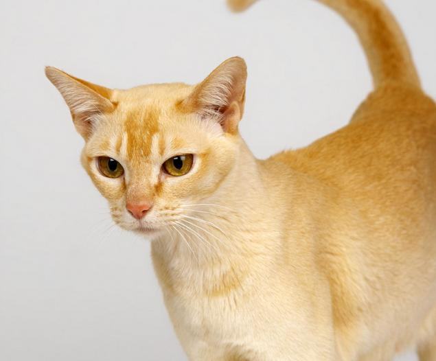 猫咪秋季会经常患的三类疾病