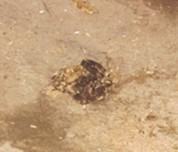 宠物龟胃肠炎的诊治 宠物龟胃肠炎的诊治