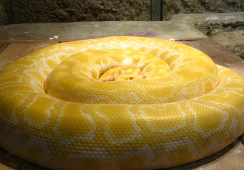 蟒蛇有哪些常见疾病