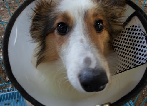 免疫—为犬猫健康保驾护航 免疫—为犬猫健康保驾护航