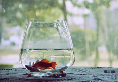 温度波动对鱼病的影响