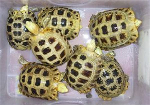 缅甸陆龟的形态特征