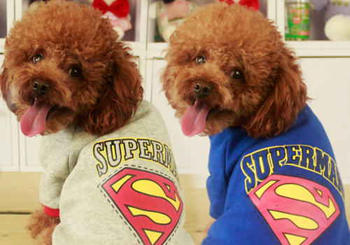 如何治疗犬心力衰竭