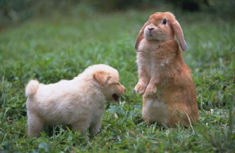 饲养环境会影响兔兔呼吸系统