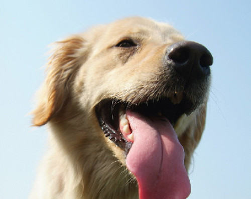 三种办法教你去除狗狗牙结石