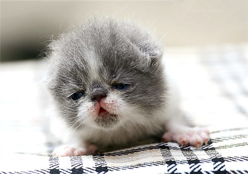 猫可以喝奶粉吗？