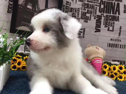 边境牧羊犬有多少种颜色？边境牧羊犬颜色