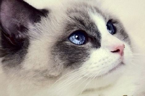 猫咪为什么可以长时间不眨眼睛？