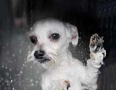 秋季狗狗皮肤瘙痒全面解析 秋季狗狗皮肤瘙痒全面解析