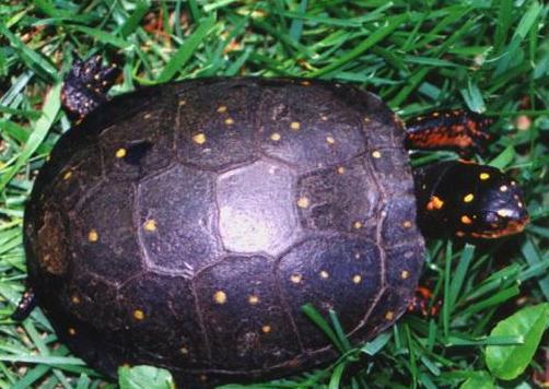 星点水龟资料简介