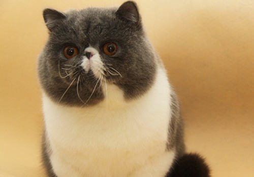 异国短毛猫（加菲猫）性格特点